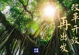 高山榕下春天的故事谱新篇,高山榕下春天的故事谱新篇8