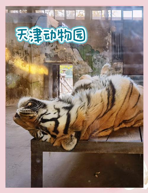 2025澳门天天开好彩大全2023:在动物园偷拽老虎毛